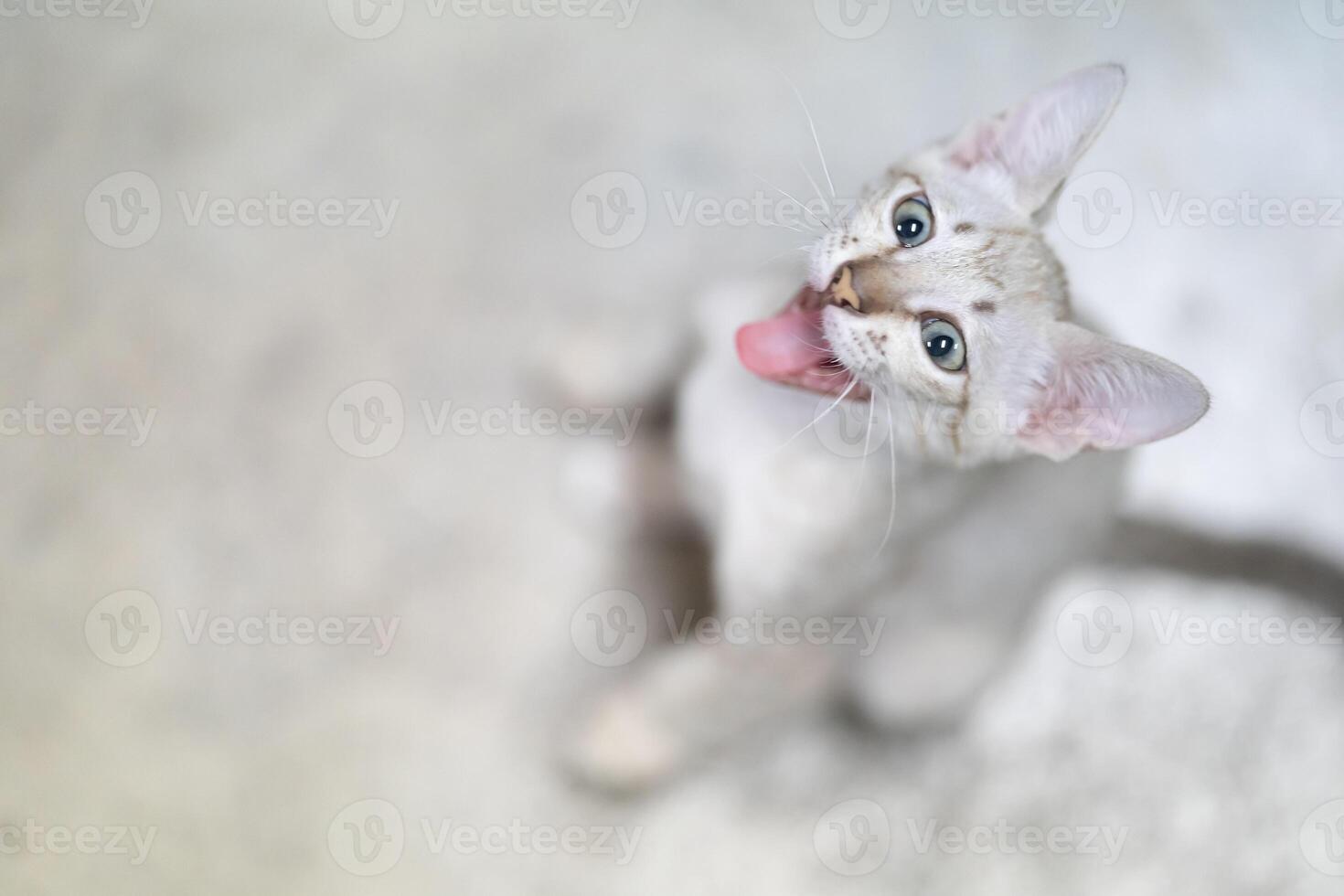 Cat striking contrast of a light brown mackerel tabby coat and piercing light green eyes draws our attention as a beautiful kitten looks our way. photo