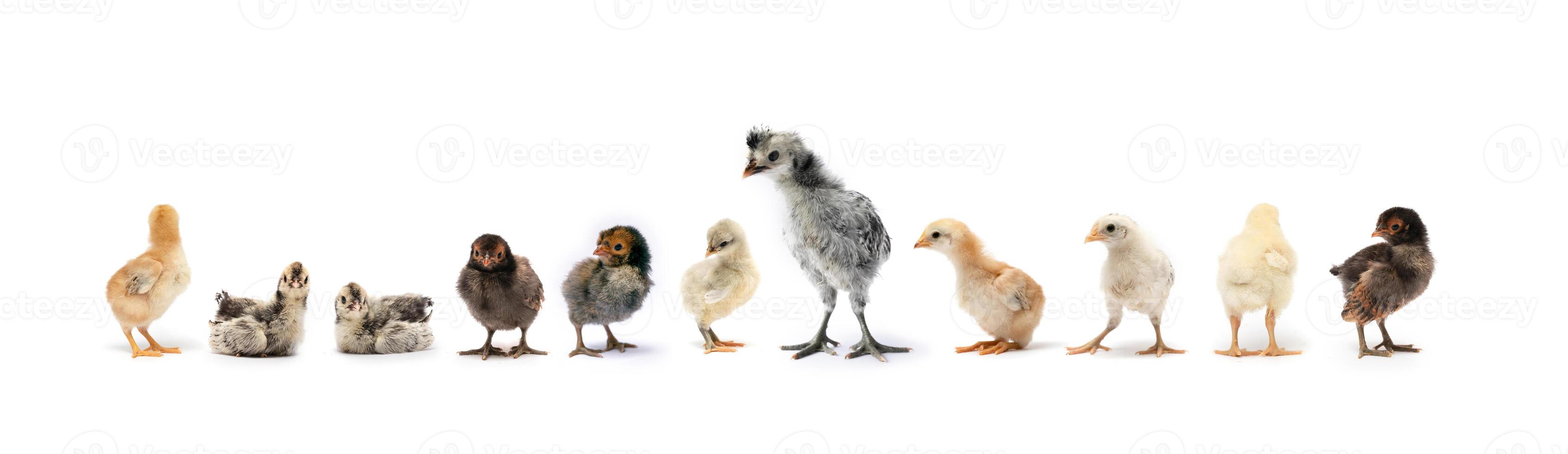Various breeds of newborn chicken are in a row on white background in a studio photo