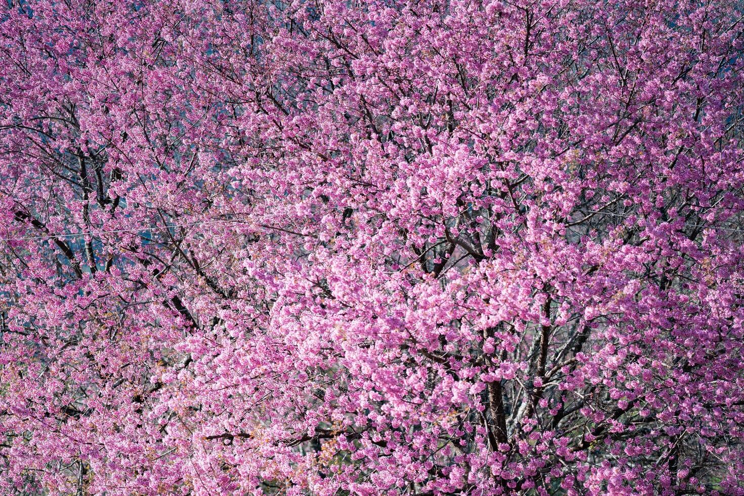Close up shot of beautiful Nang Phaya Sua Krong tree photo