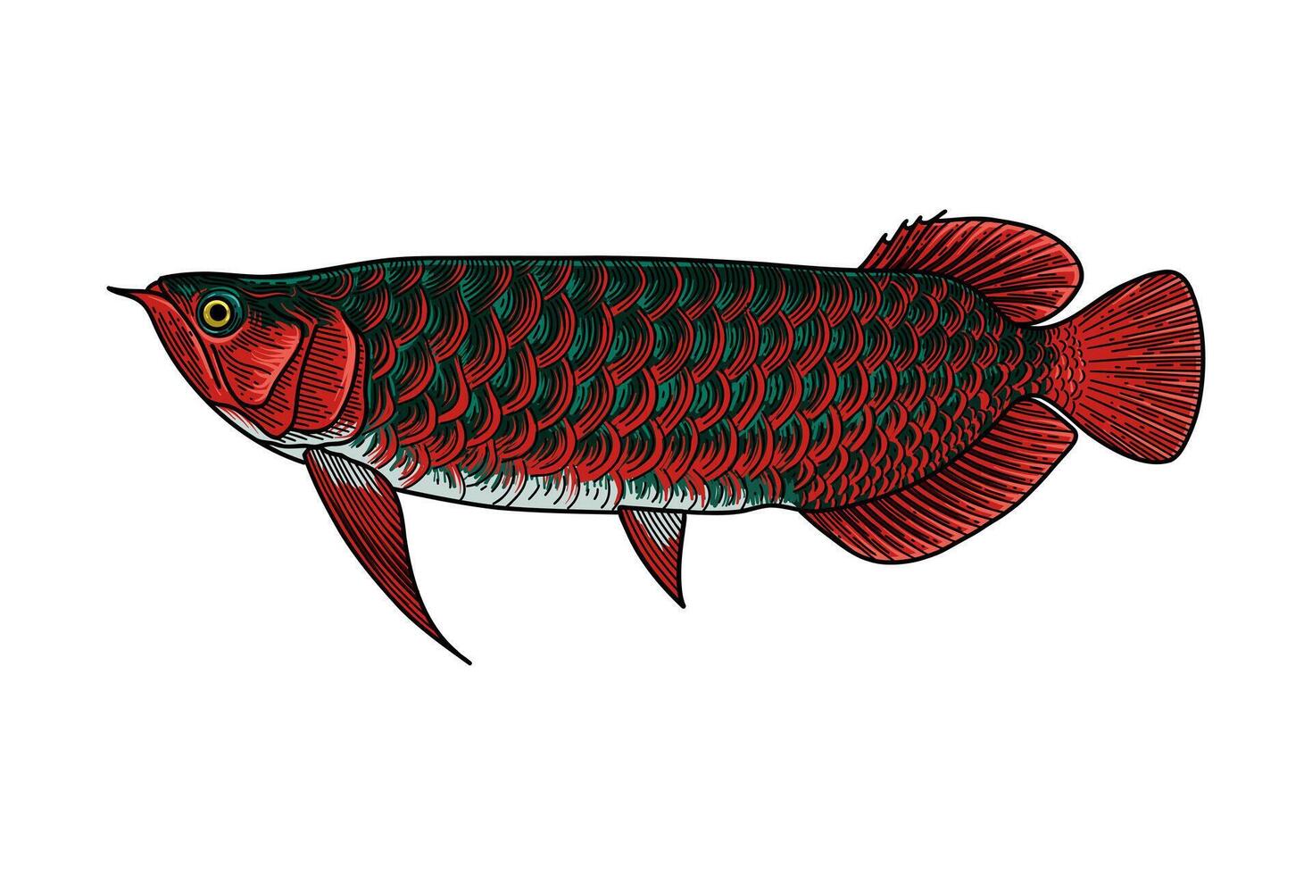 illustration of super red arowana fish vector