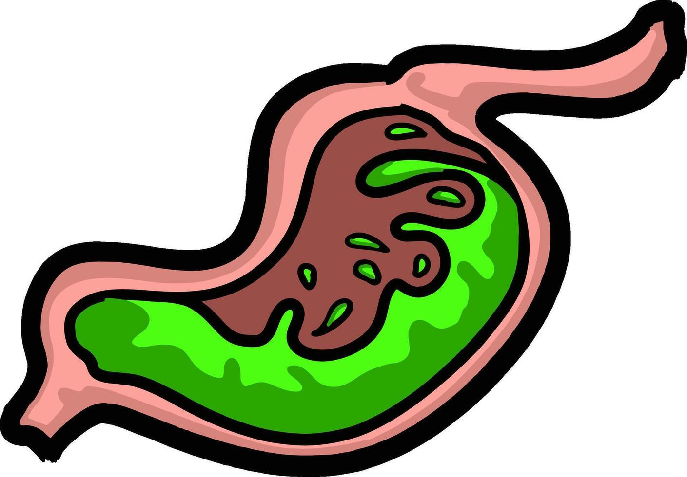 Acid Waves in the Stomach vector