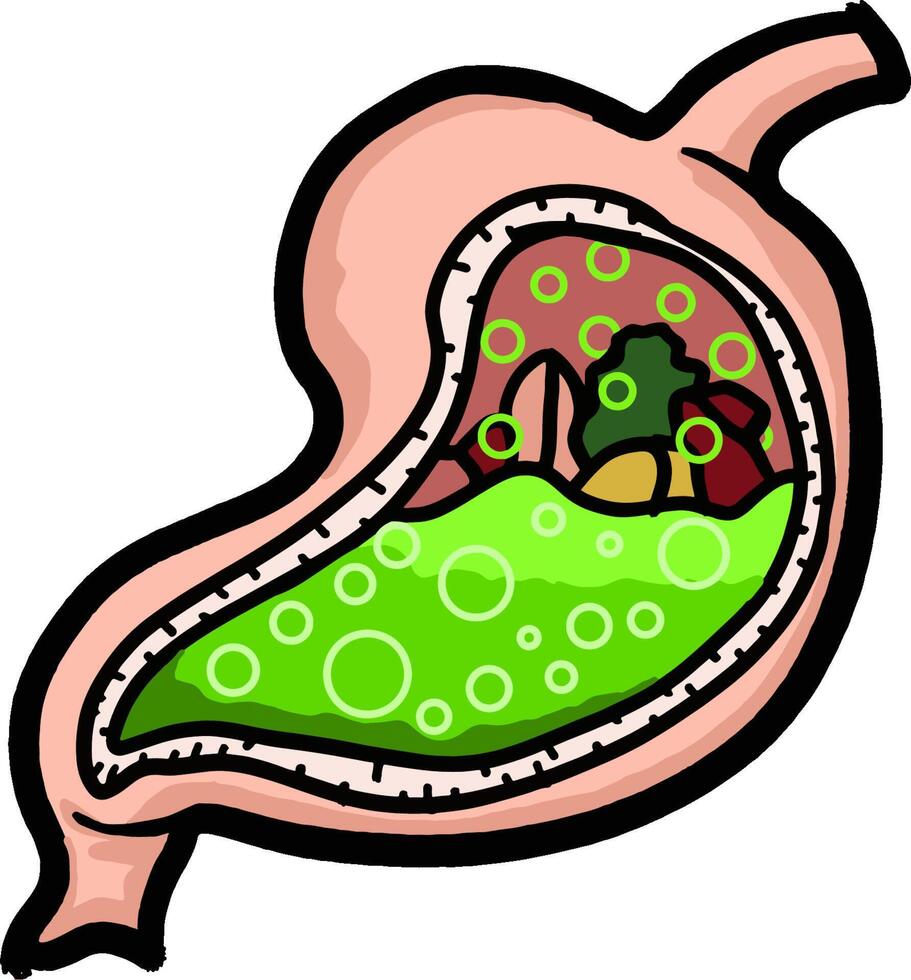 How Stomach Acid Digests Food Inside the Stomach vector