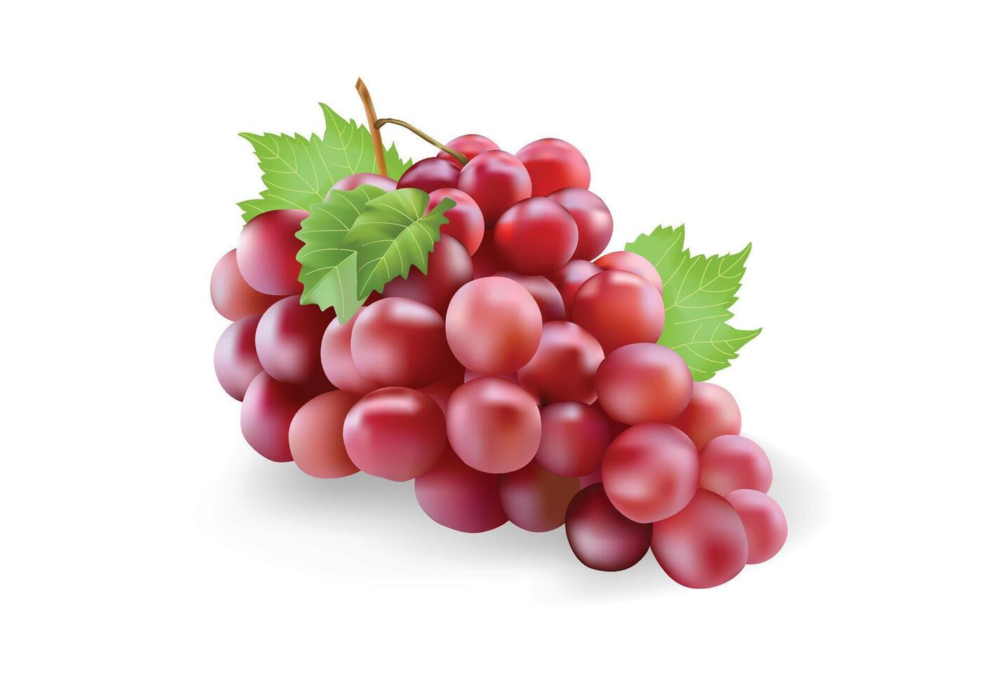 Red grape bunches, sweet wine berry, illustration style. vector
