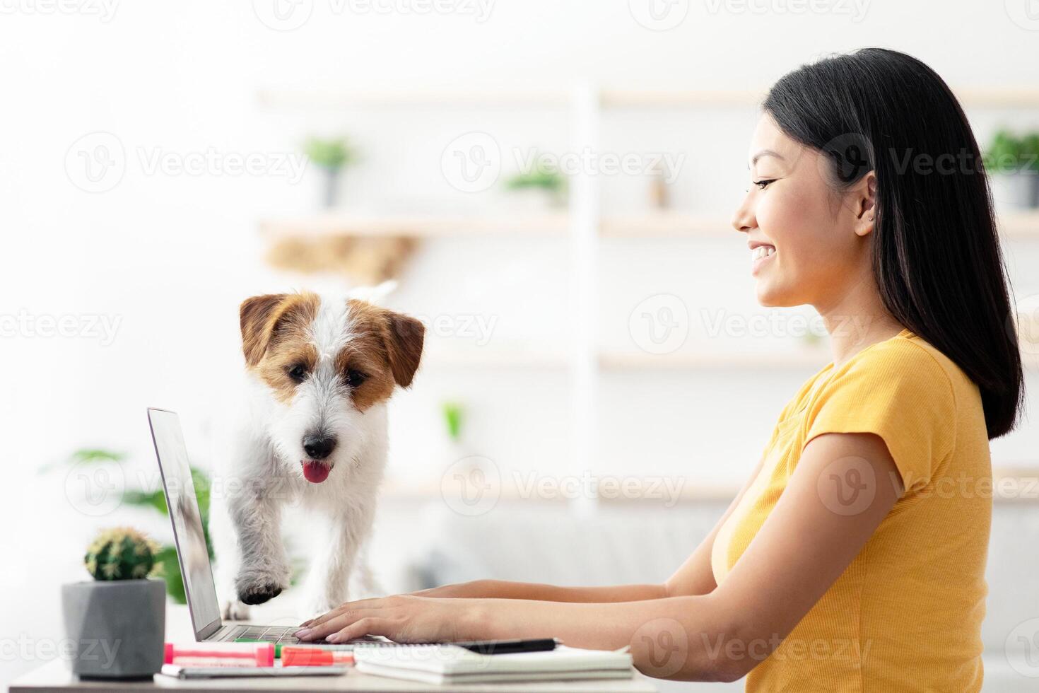 Playful dog helping its mother to work from home, side view, copy space. Fluffy jack russel terrier puppy playing with millennial asian woman freelancer hands typing on laptop keyboard photo