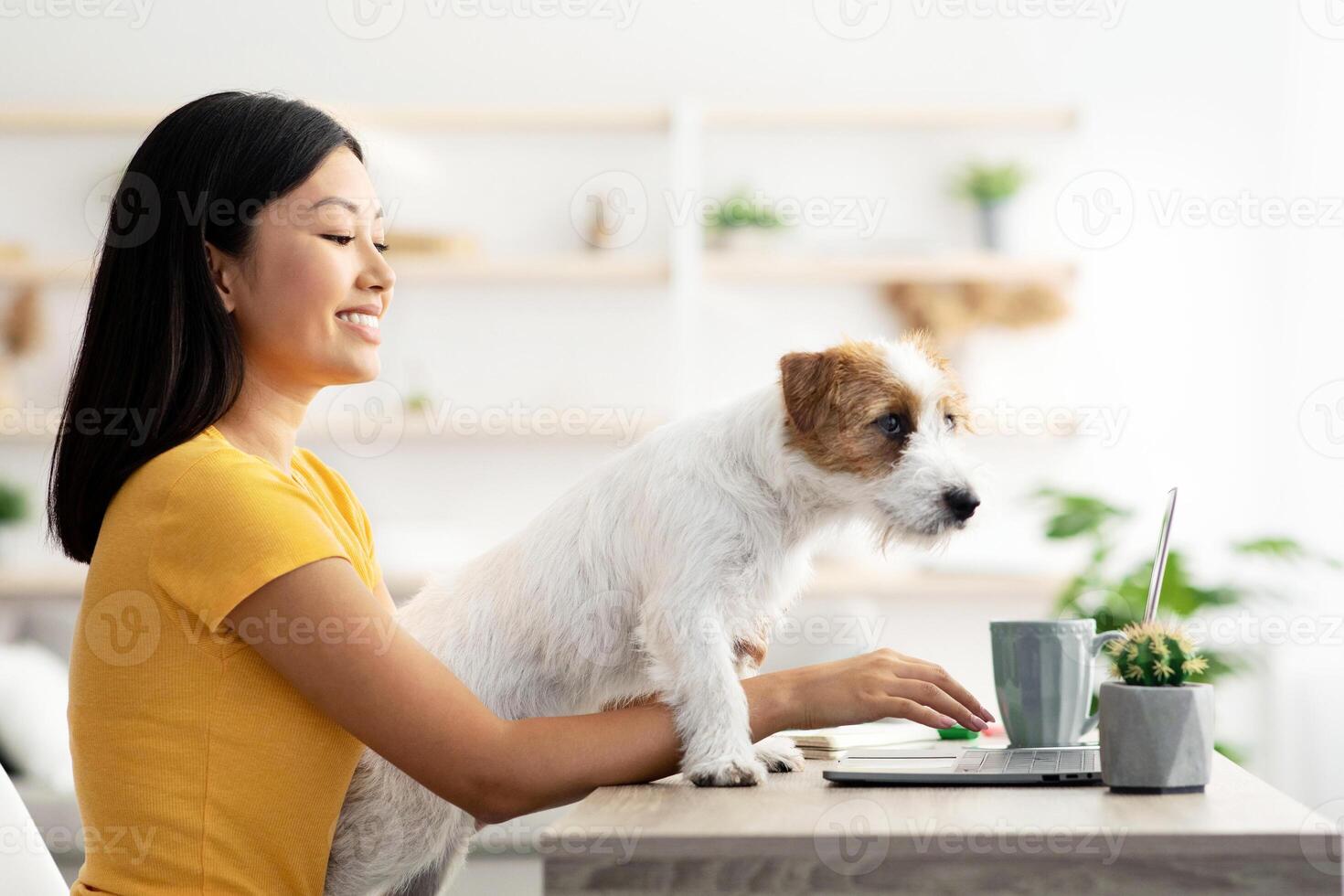 Playful fluffy jack russel terrier puppy looking for owner attention, walking by working table, laughing asian woman independent contractor typing on laptop keyboard, working from home, copy space photo
