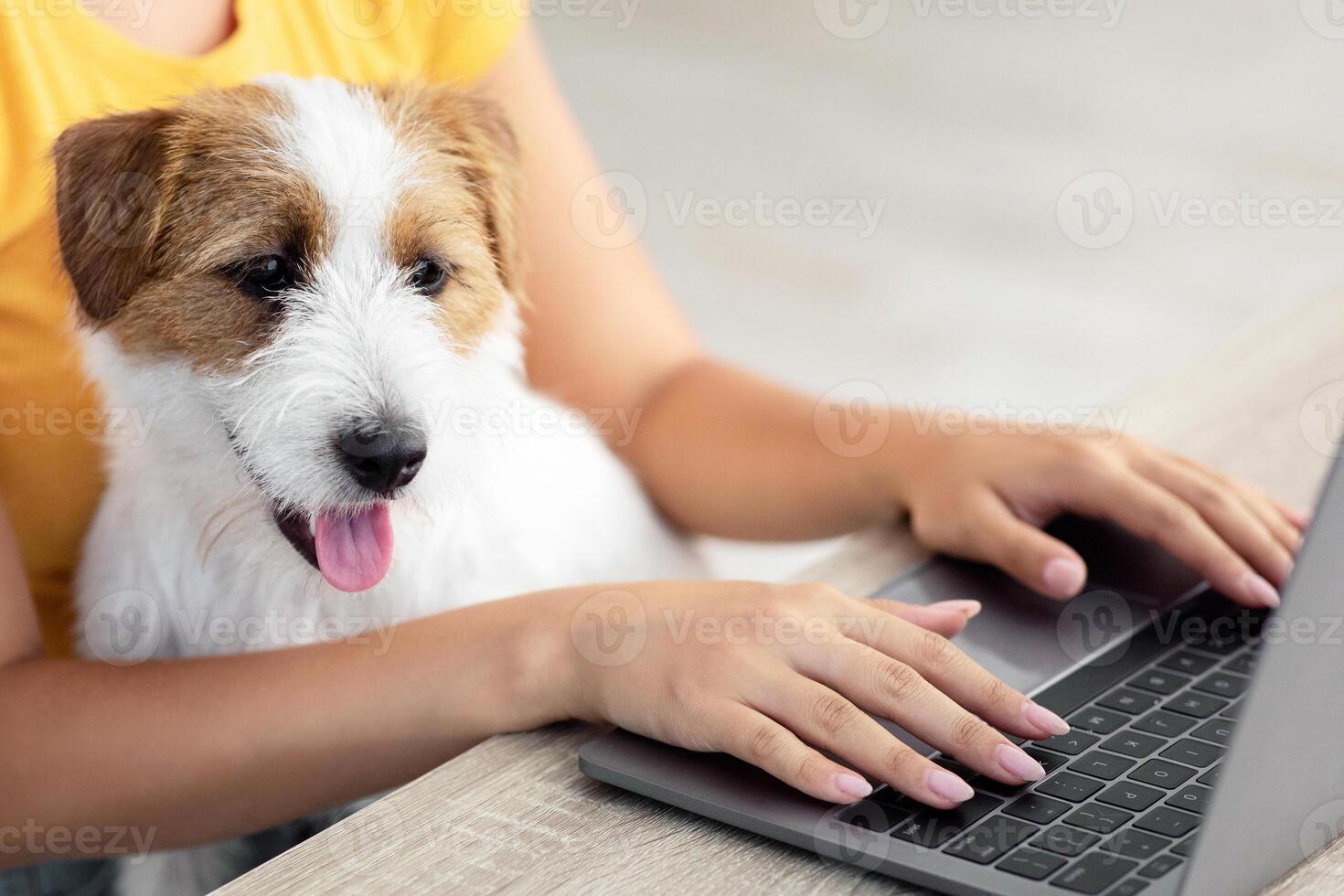 Closeup of cute fluffy dog jack russel terrier sitting on unrecognizable young woman lap while she typing on laptop keyboard, red and white puppy helping his mom working from home, copy space photo