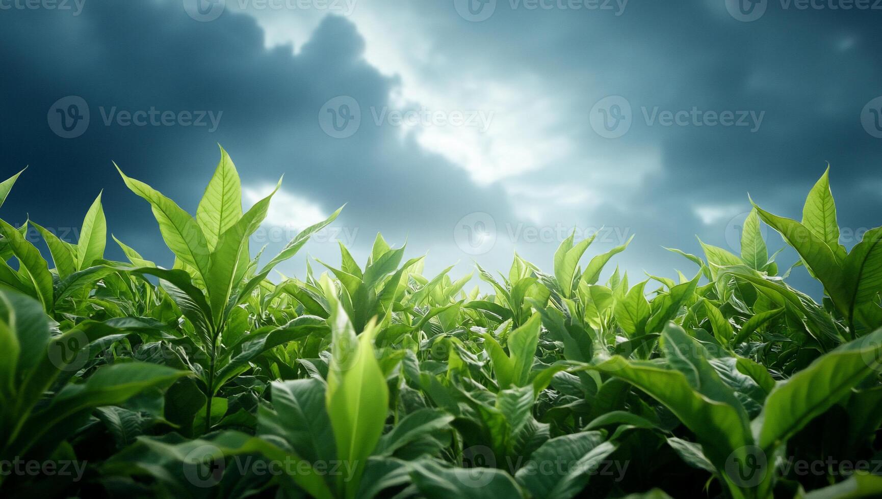 Lush green tea leaves under a dramatic sky. photo