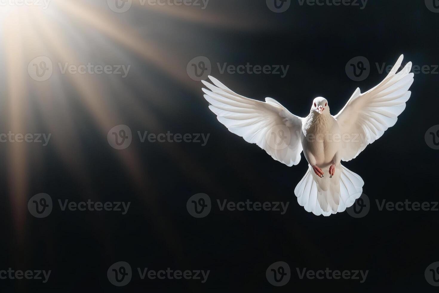 A white dove in flight against a dark background, illuminated by light. photo