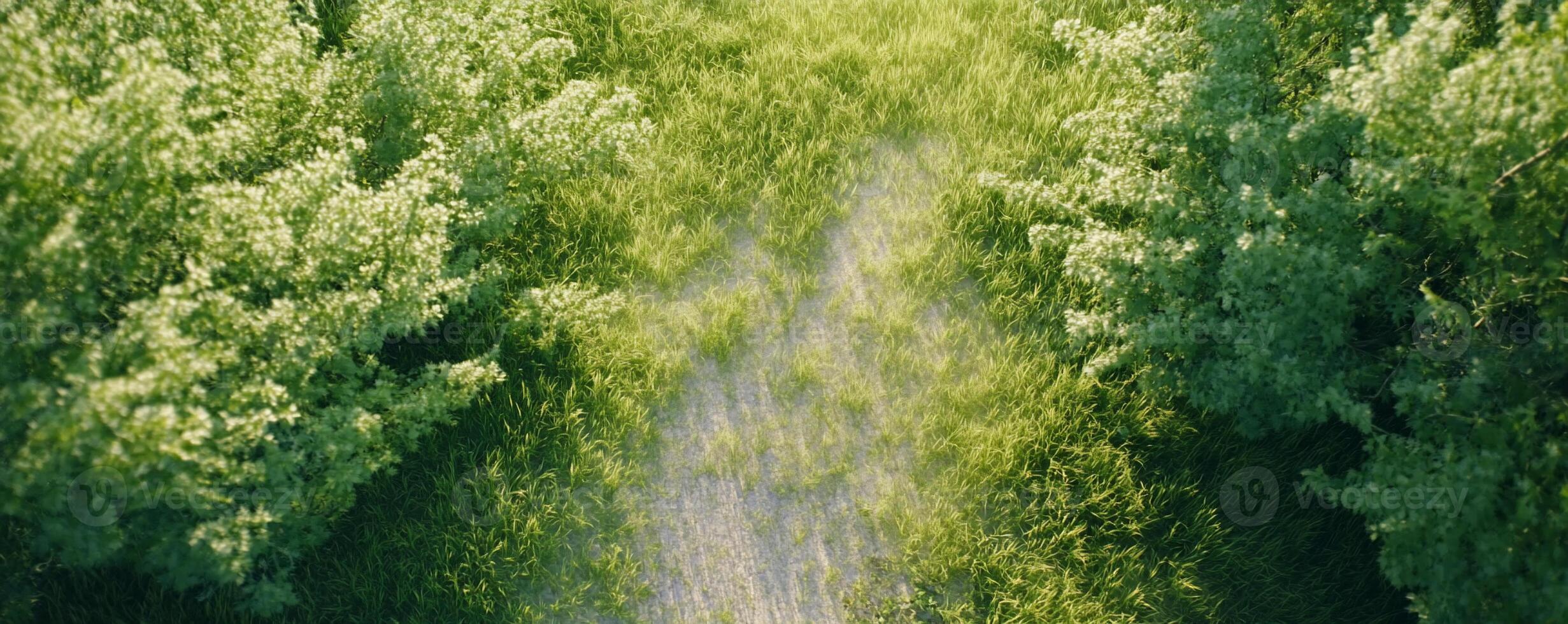 A serene pathway through lush green grass and trees. photo