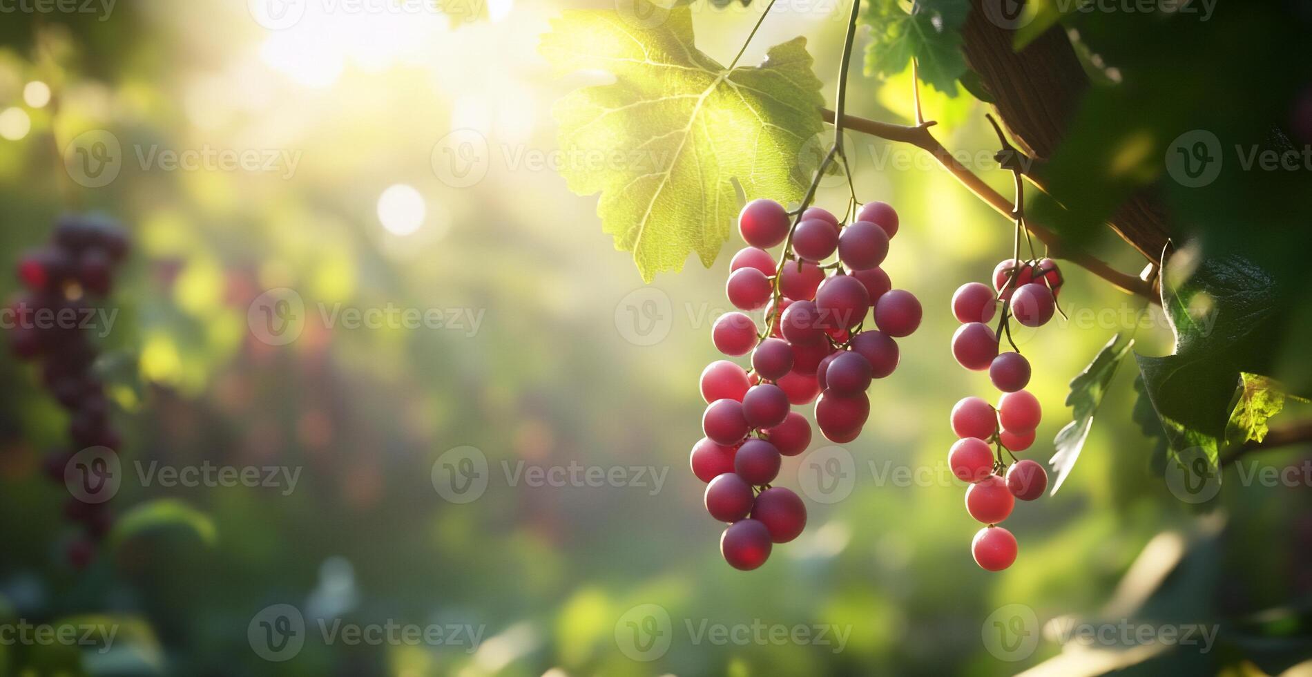 Sunlit grapes hanging from a vine in a lush vineyard setting. photo