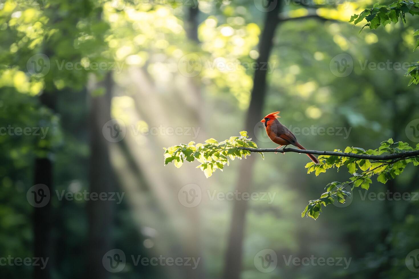 A vibrant cardinal perched on a branch in a sunlit forest. photo