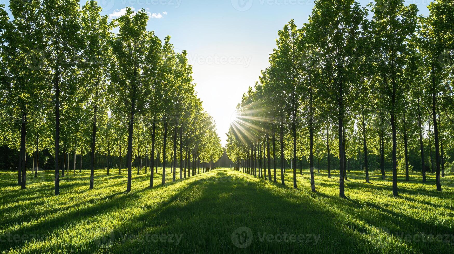 Lush green trees lined up under a bright sky, creating a serene and picturesque pathway illuminated by sunlight. photo
