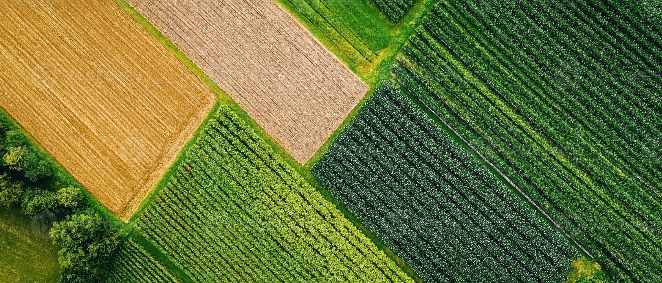 Aerial view of vibrant agricultural fields showcasing various crop patterns and colors. photo