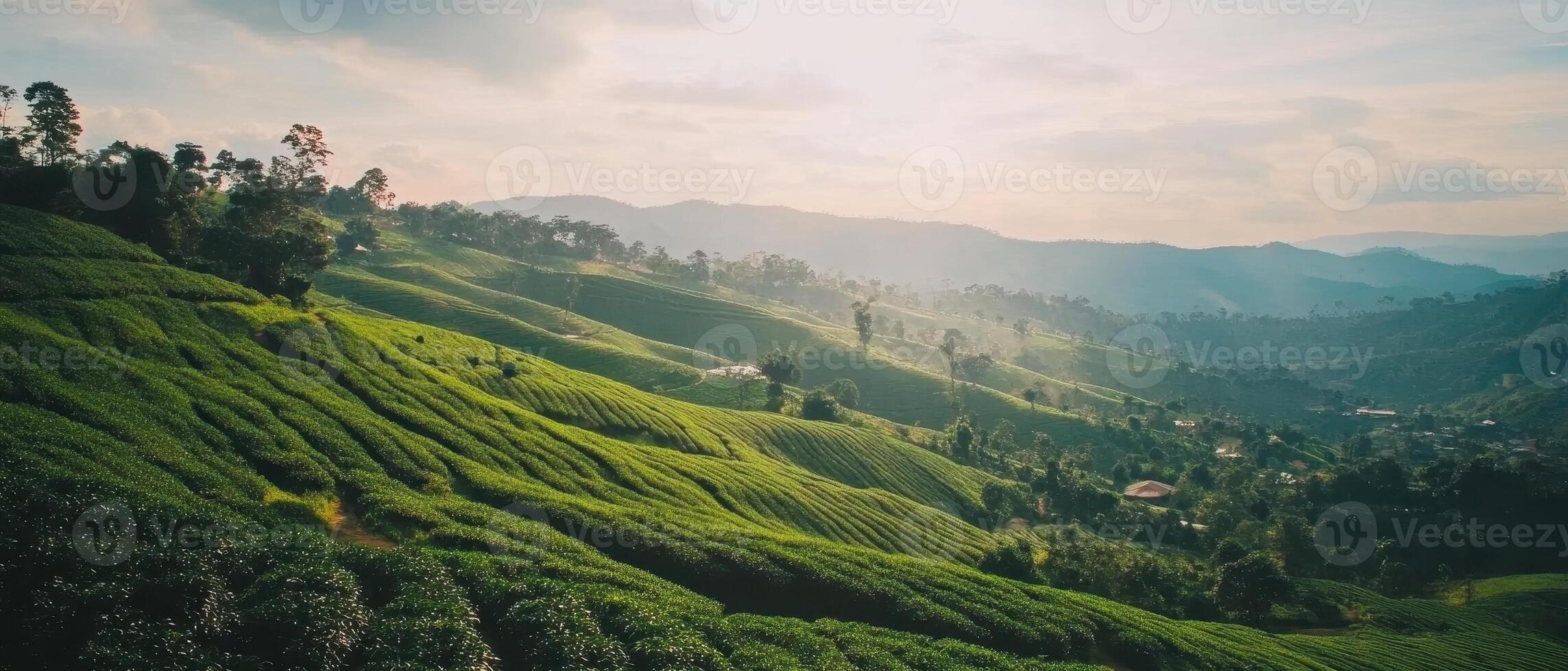 Lush green hills stretch into the horizon, bathed in soft sunlight, creating a serene landscape of tea plantations and rolling terrain. photo