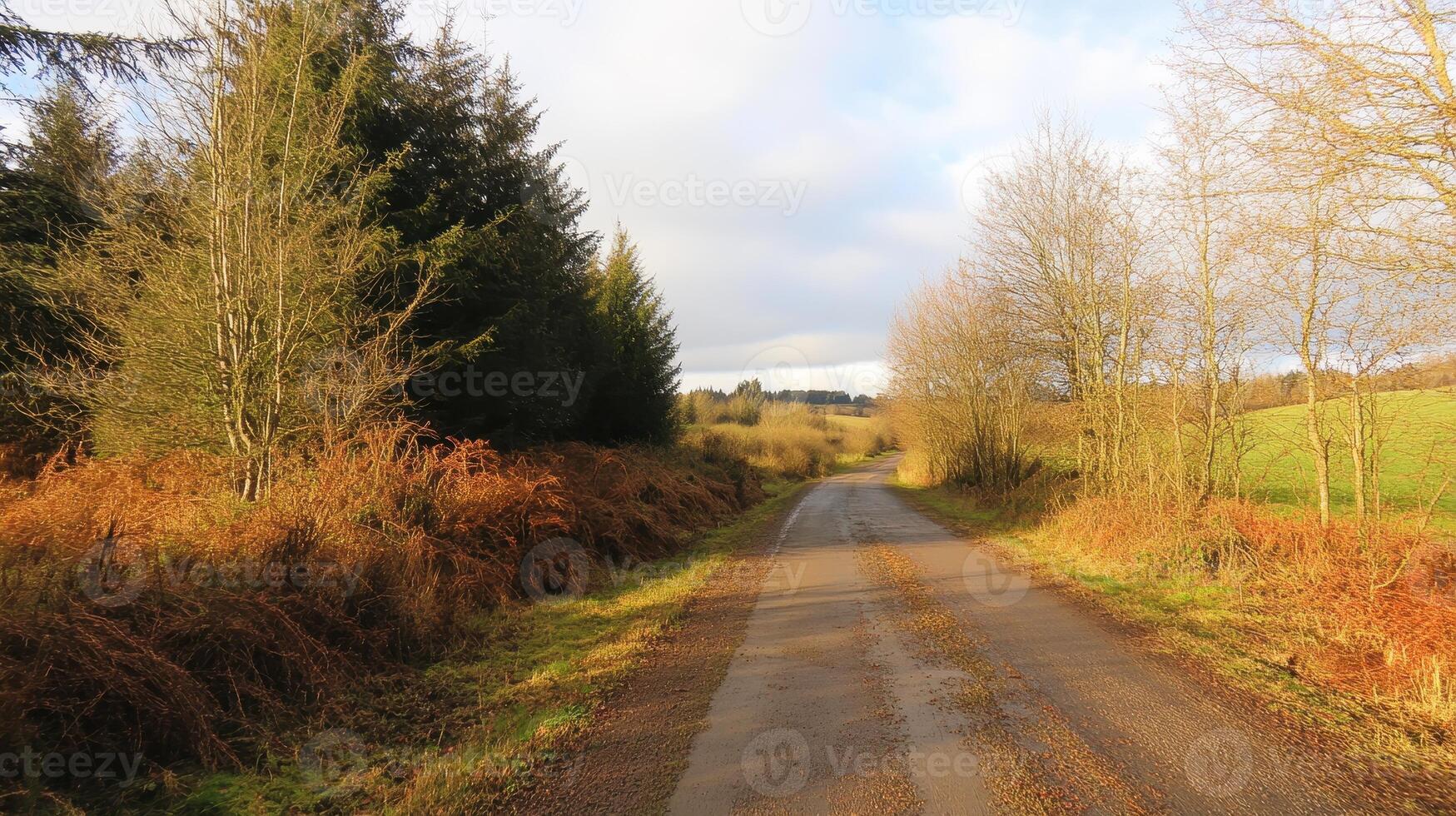 A tranquil rural road lined with trees and shrubs under a blue sky, inviting exploration into the serene countryside. photo