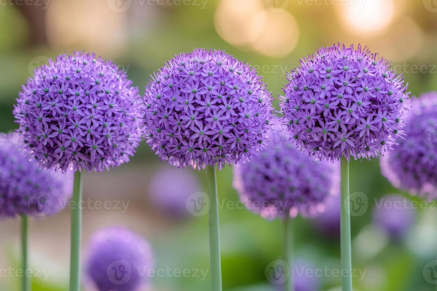 Purple allium flowers creating a vibrant display in a garden setting photo