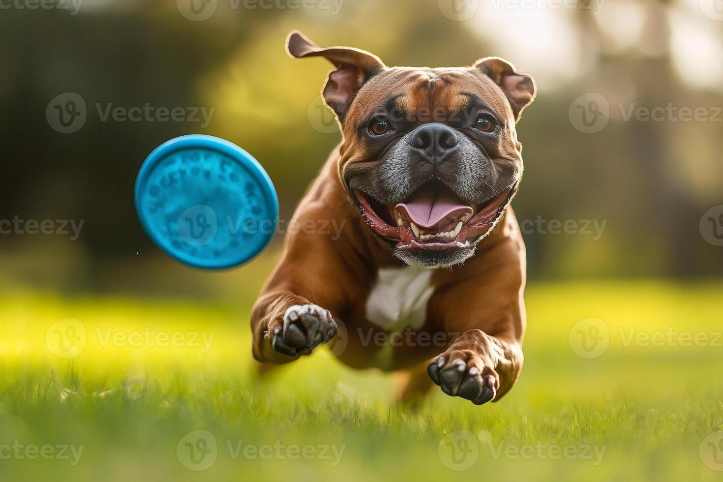 Boxer dog running on grass chasing blue frisbee photo
