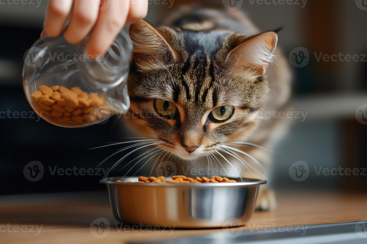 Owner pouring dry food into bowl for tabby cat. photo