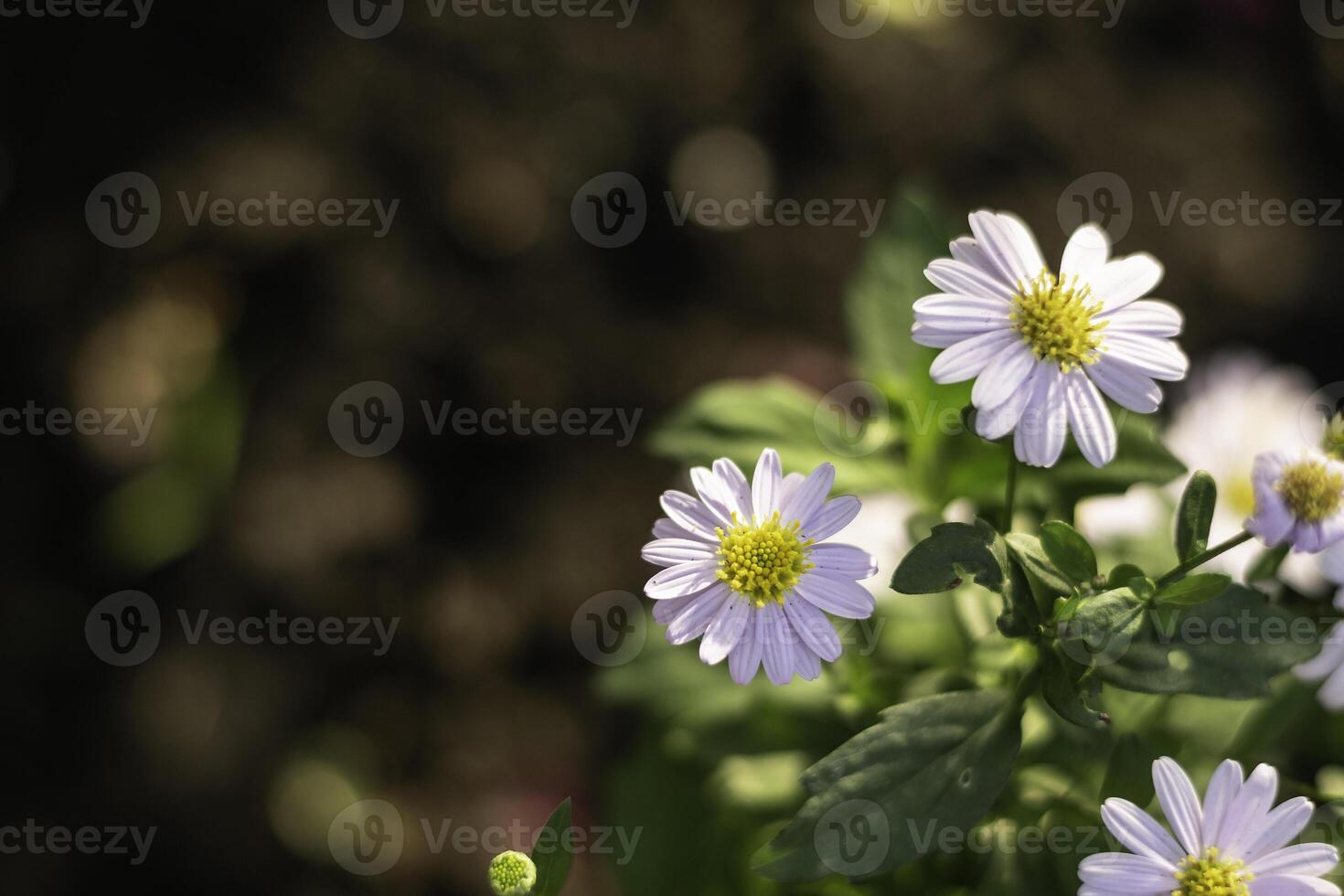 Beautiful group of white daisies on dark background in nature... photo