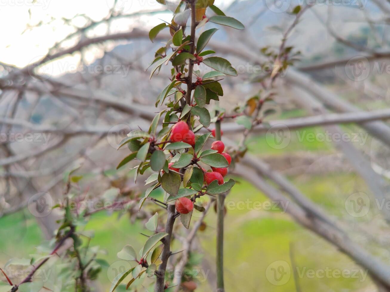 Gymnosporia Dhofarensis Dhofari Spikethorn in Wild Setting Captivating Botanical Photography Showcasing Unique Plant Structure and Foliage photo