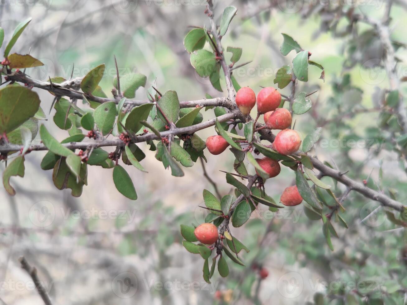 Detailed View of Dhofari Spikethorn Gymnosporia Dhofarensis Wild Plant Capturing Unique Spikethorn Structure and Foliage Botanical Photography photo