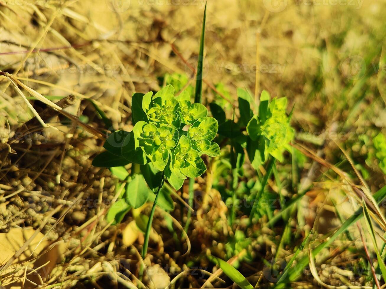 Euphorbia Helioscopia Sun Spurge in Bloom Detailed Close Up of Yellow Flowers and Green Leaves Capturing Botanical Beauty and Intricate Plant Details photo