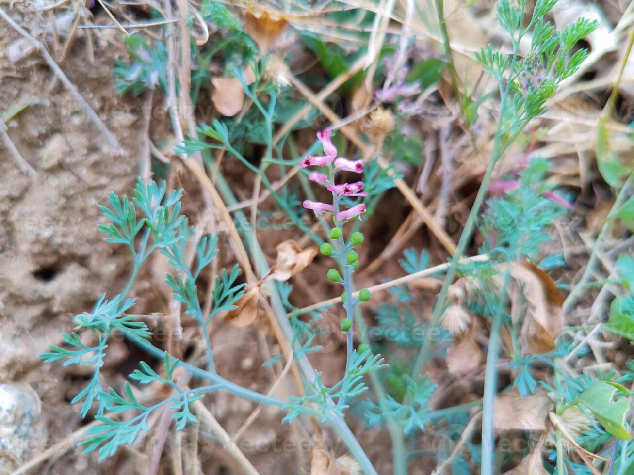 Common Fumitory Fumaria Parviflora in Bloom Detailed Close Up Capturing Pink Blossoms and Plant Features Botanical Study photo