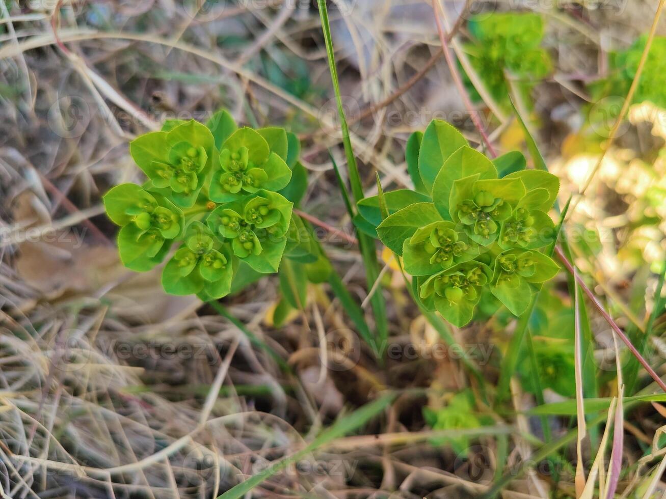 Euphorbia Helioscopia Madwoman's Milk in Bloom Captivating Yellow Flowers and Green Leaves Detailed Botanical Study Showcasing Plant Features photo