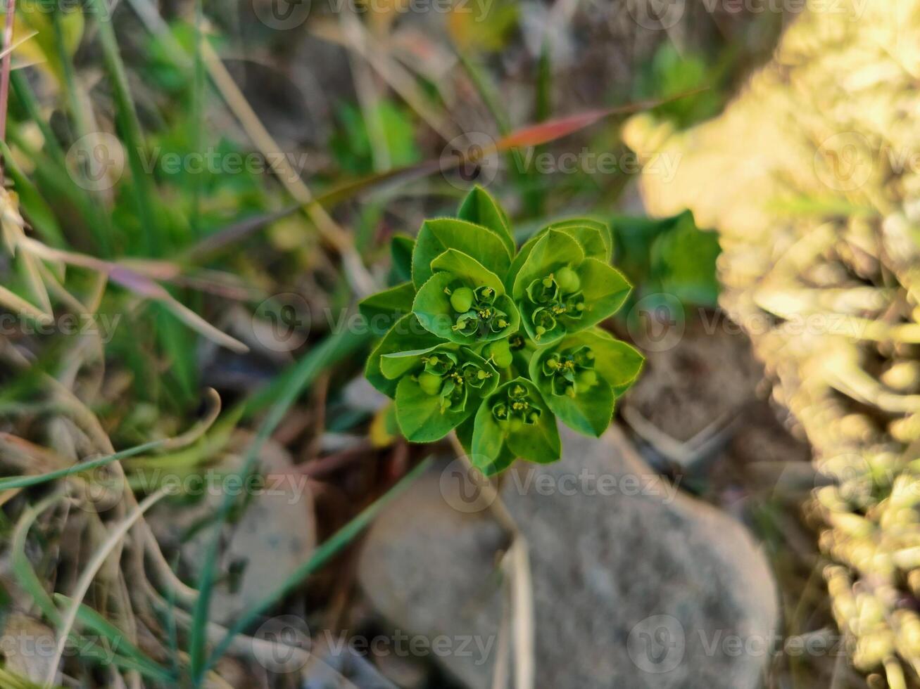 Madwomans Milk Euphorbia Helioscopia Flowering Plant Detailed View of Green and Yellow Blooms Capturing Botanical Beauty and Intricate Plant Details photo