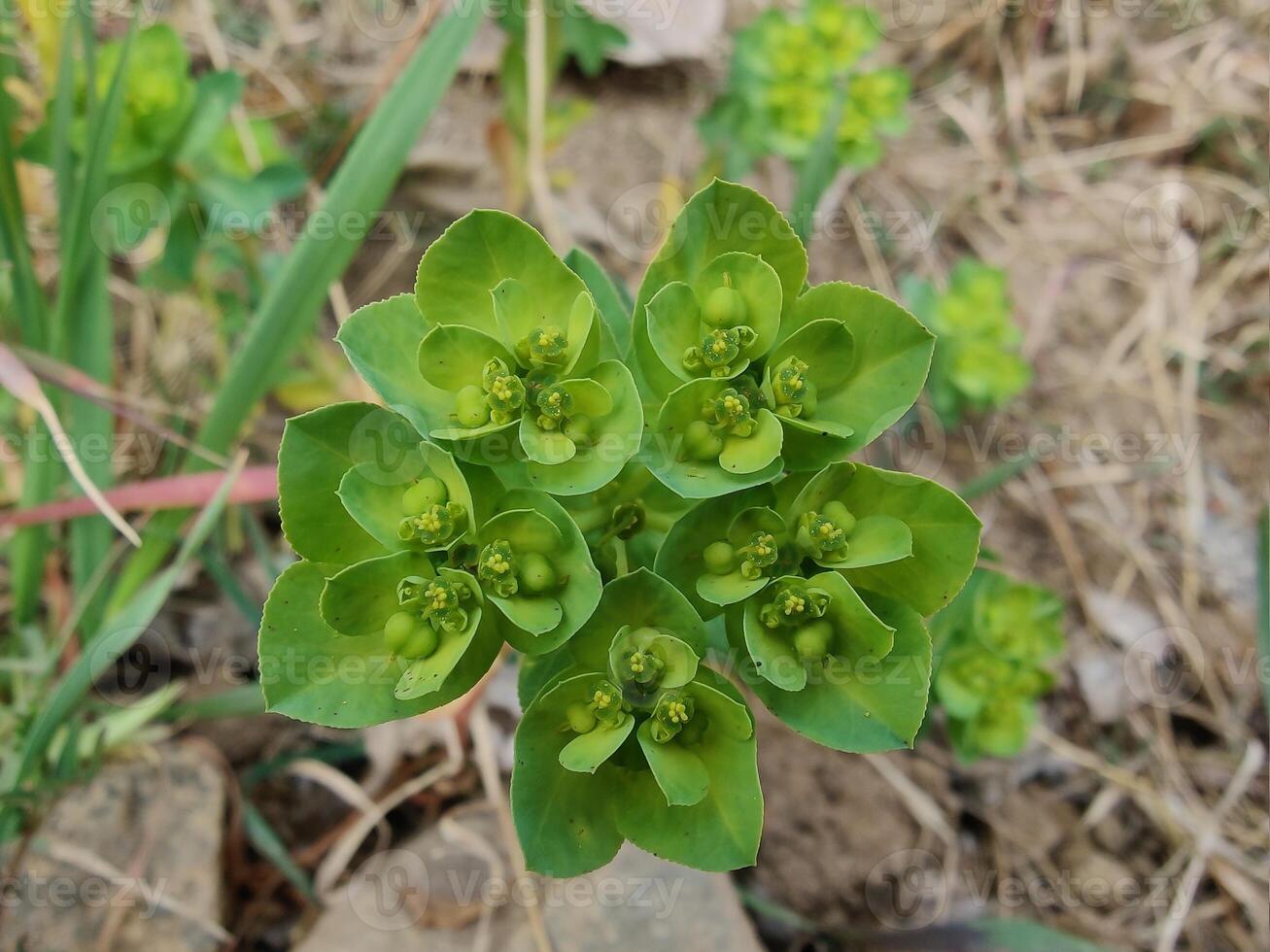 Euphorbia Helioscopia Sun Spurge in Full Detail Capturing Green Leaves and Yellow Flowers Botanical Photography Highlighting Natural Beauty photo