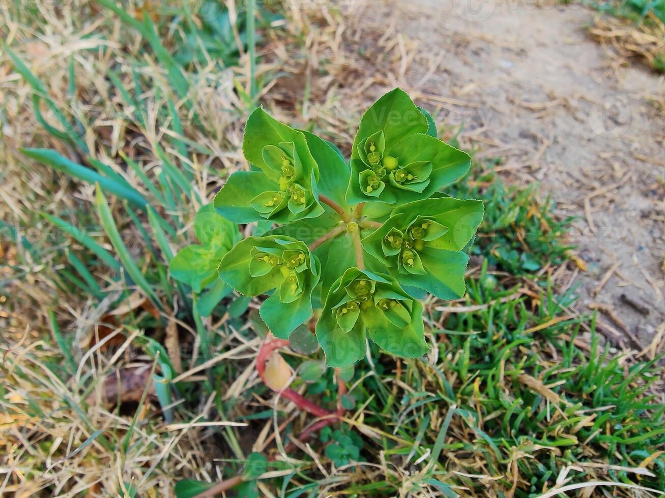 Sun Spurge Euphorbia Helioscopia in Natural Habitat Detailed Close Up of Green and Yellow Blooms Capturing Botanical Beauty and Plant Structure photo