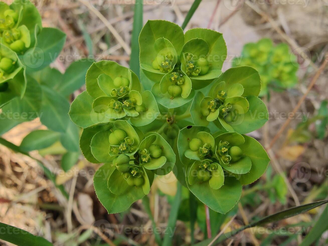 Close Up of Sun Spurge Euphorbia Helioscopia Capturing Green Leaves and Yellow Blooms Detailed Botanical Photography Showcasing Plant Structure photo