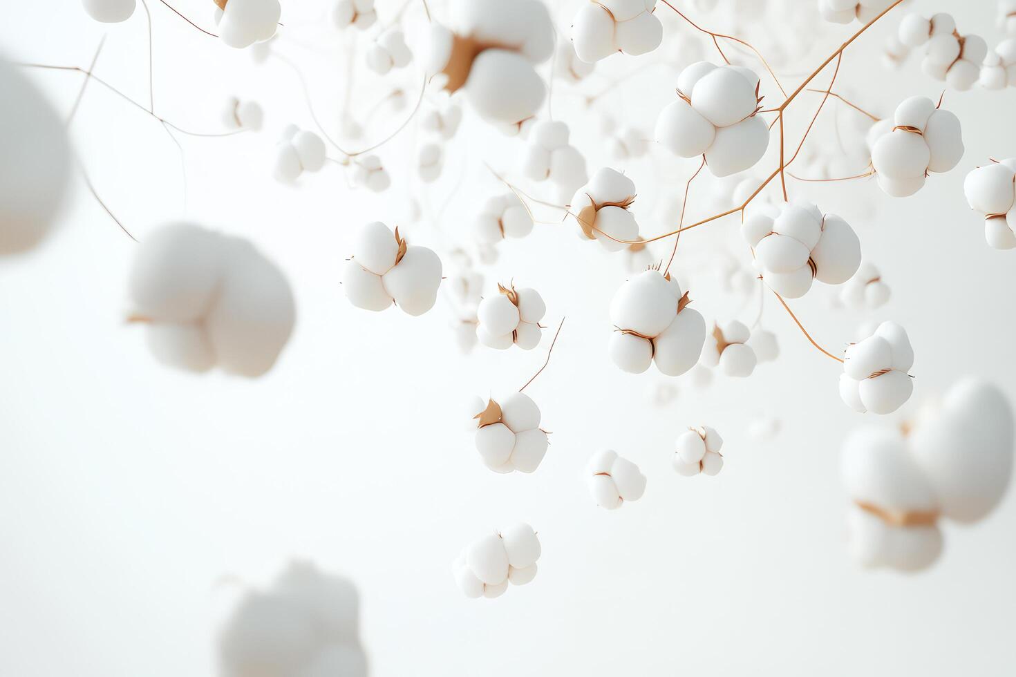 Bunch of white cotton plants on a white background photo