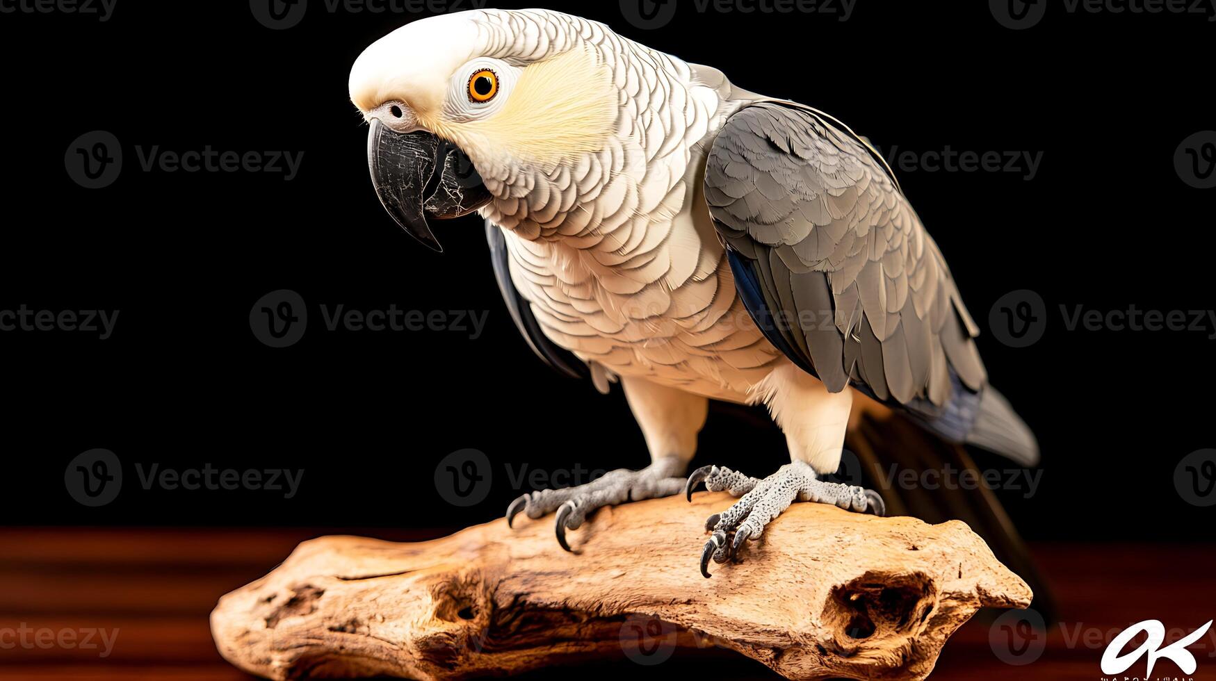 A majestic grey parrot perched on a wooden branch against a dark background, showcasing its vibrant features photo