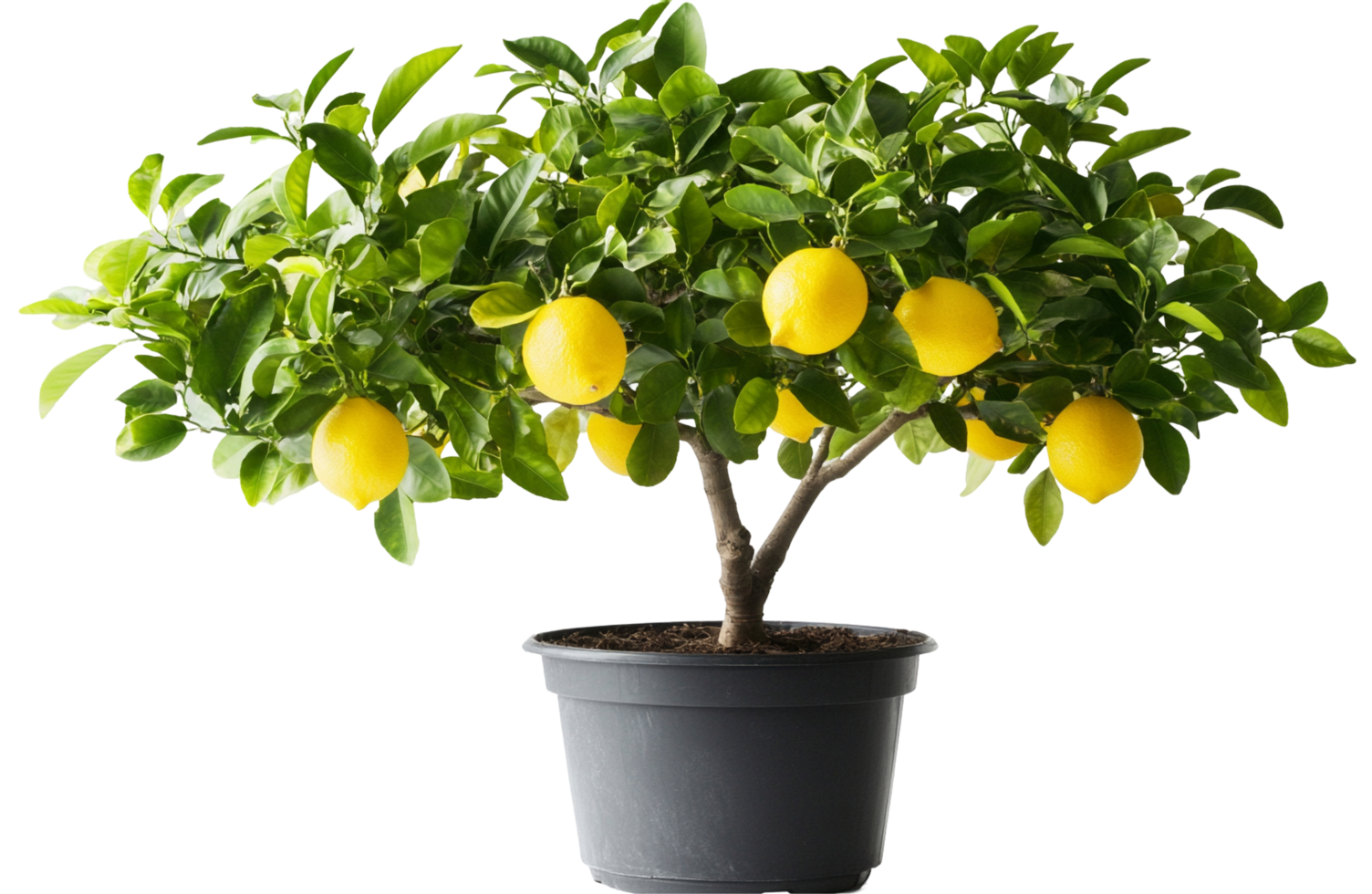 A lemon tree in a pot with fruit on it png