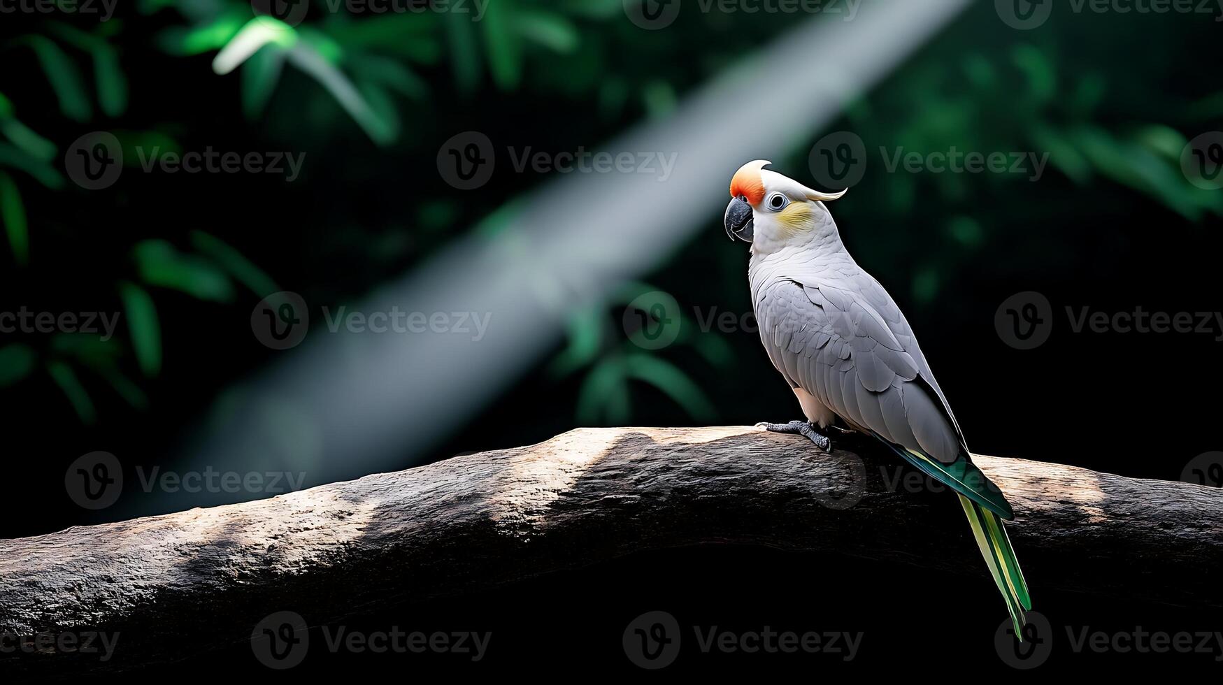 A serene cockatoo perched on a branch, illuminated by sunlight amidst lush greenery photo