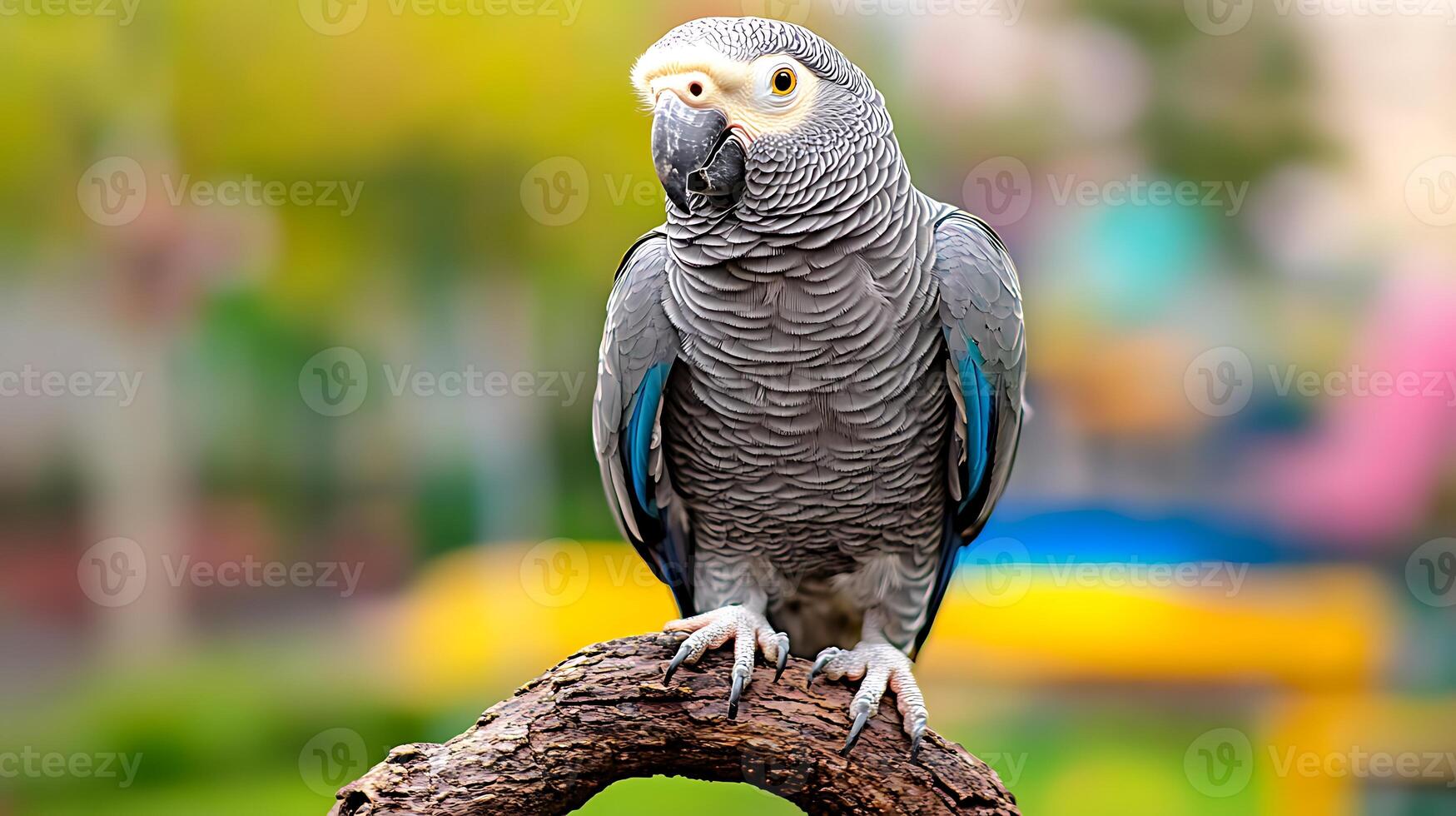 A vibrant grey parrot perched on a branch, surrounded by a colorful park setting with blurred playground equipment in the background photo