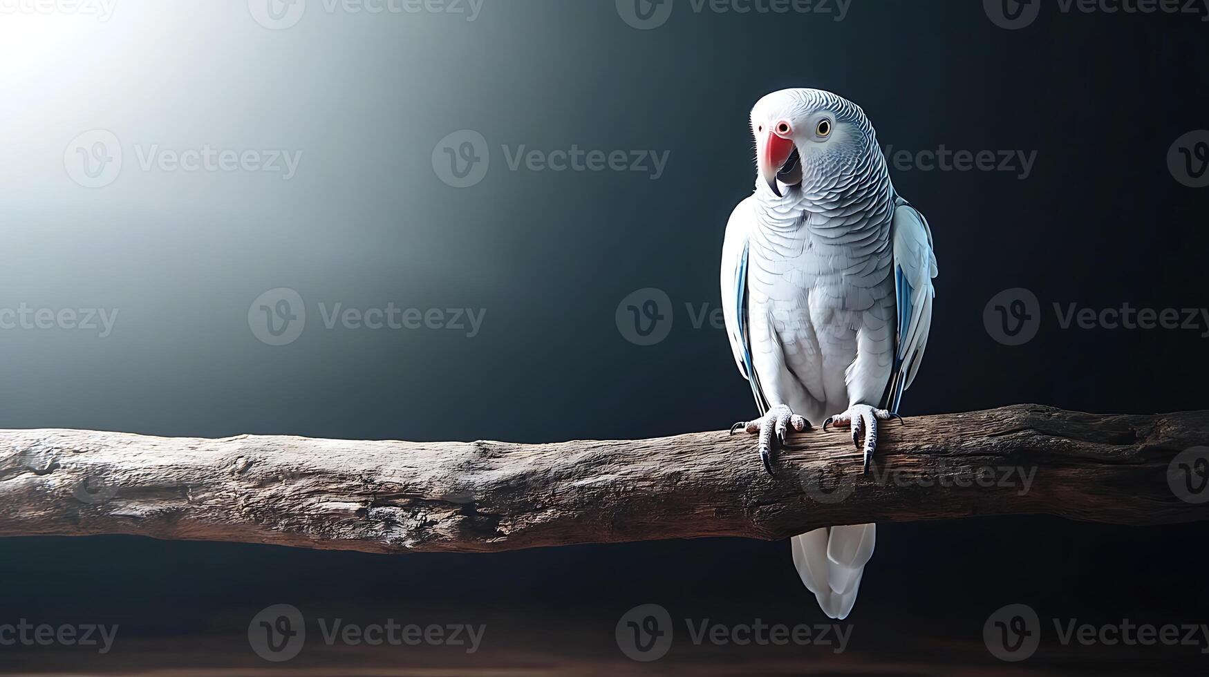 A vibrant parakeet perched on a branch, vocalizing in a dimly lit studio setting photo