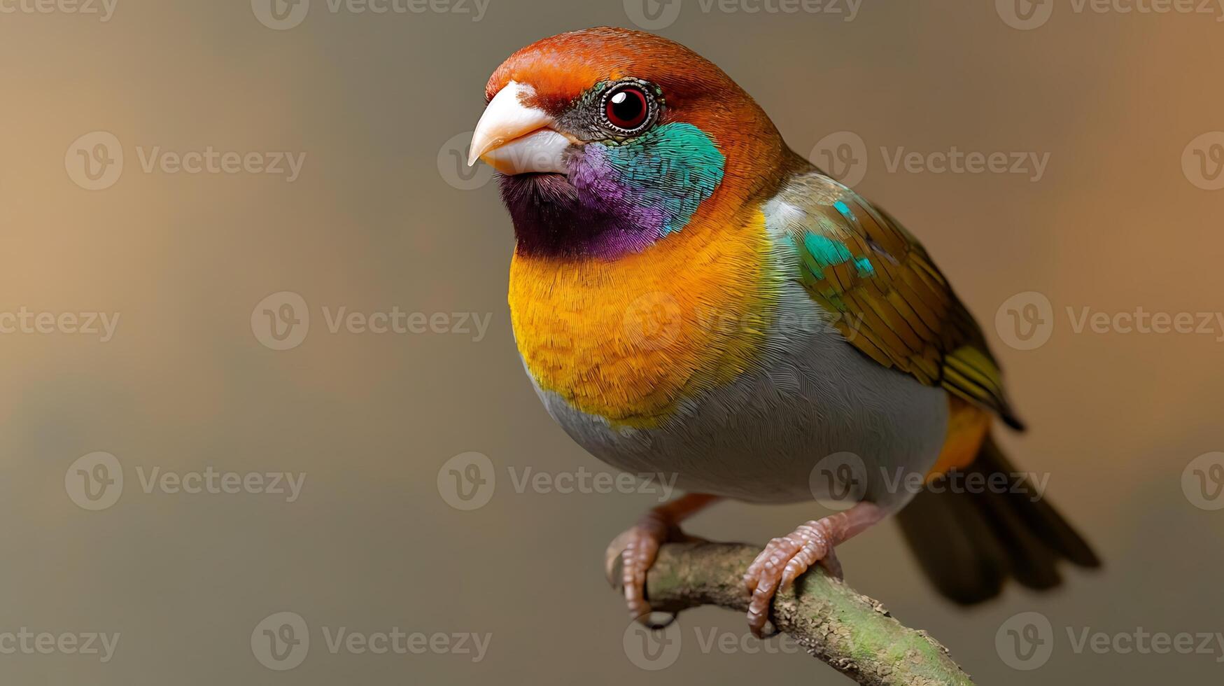 A vibrant, colorful bird perched on a branch, showcasing its striking plumage against a soft background photo