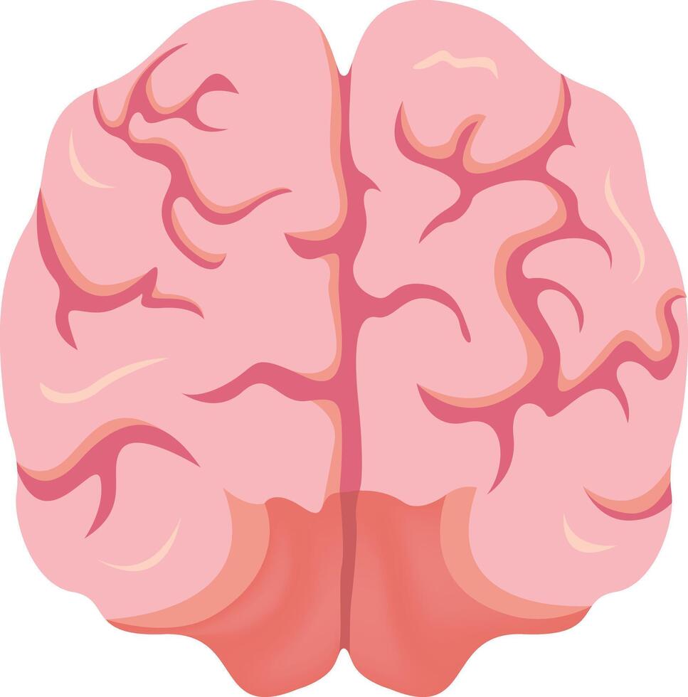Human Brain Anatomy Design vector