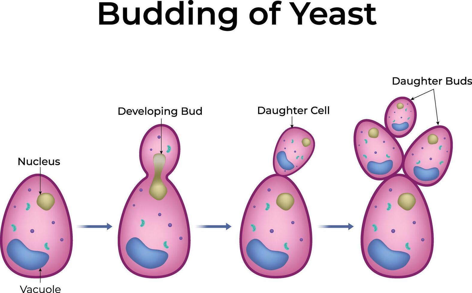 Budding Yeast Reproduction Design Illustration vector