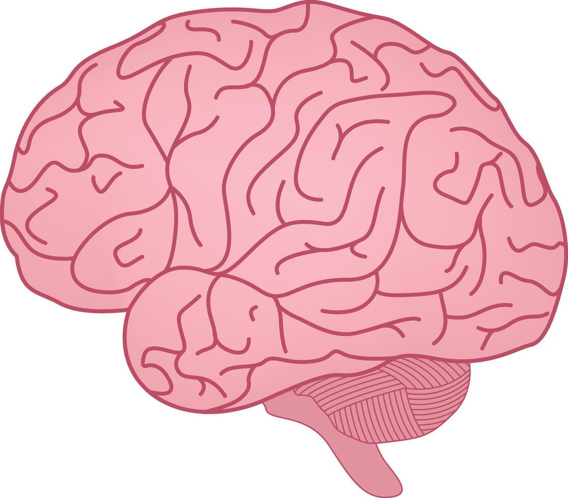Human Brain Anatomy Design Illustration vector