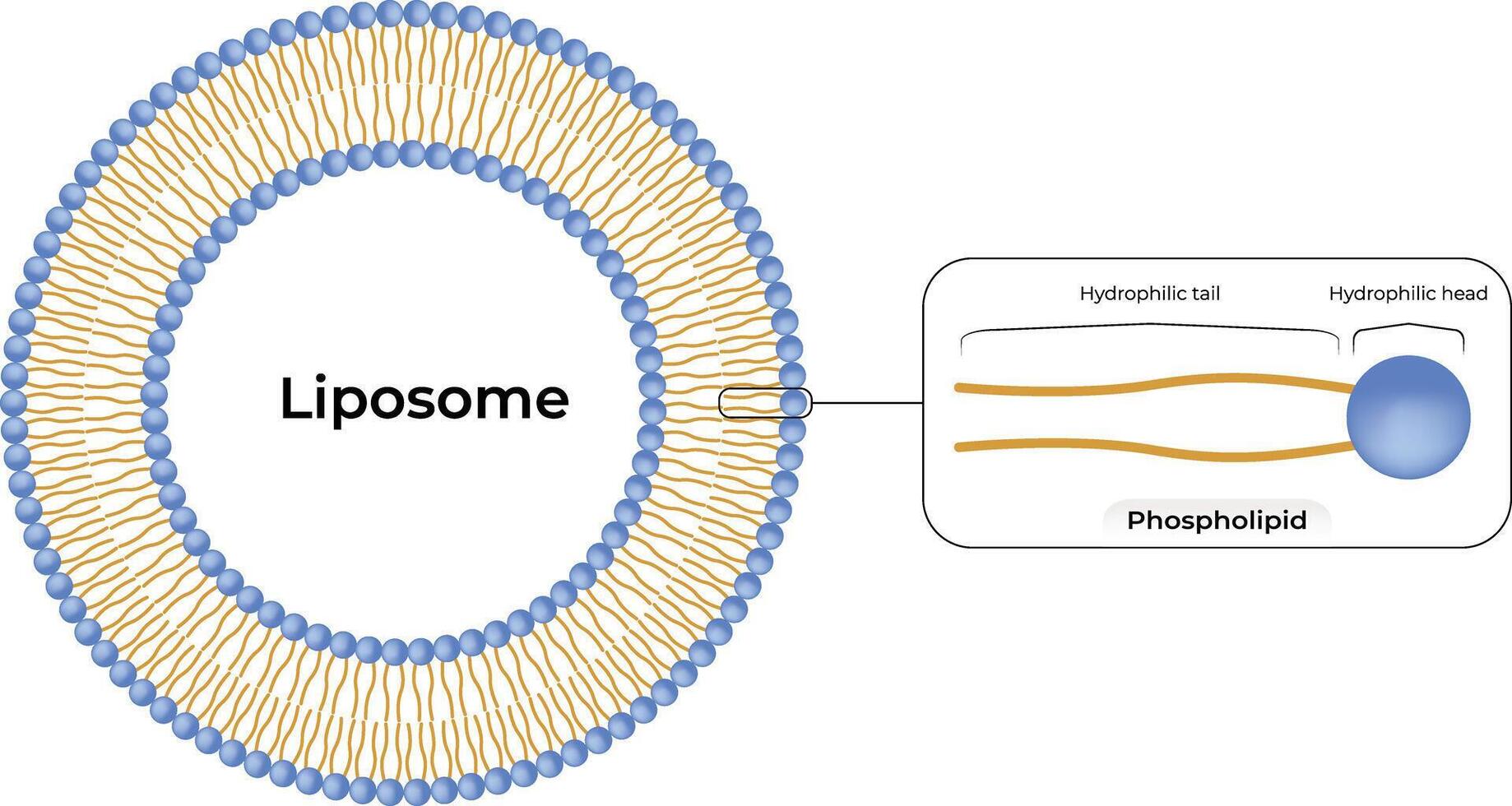 Liposome Structure Design Illustration vector