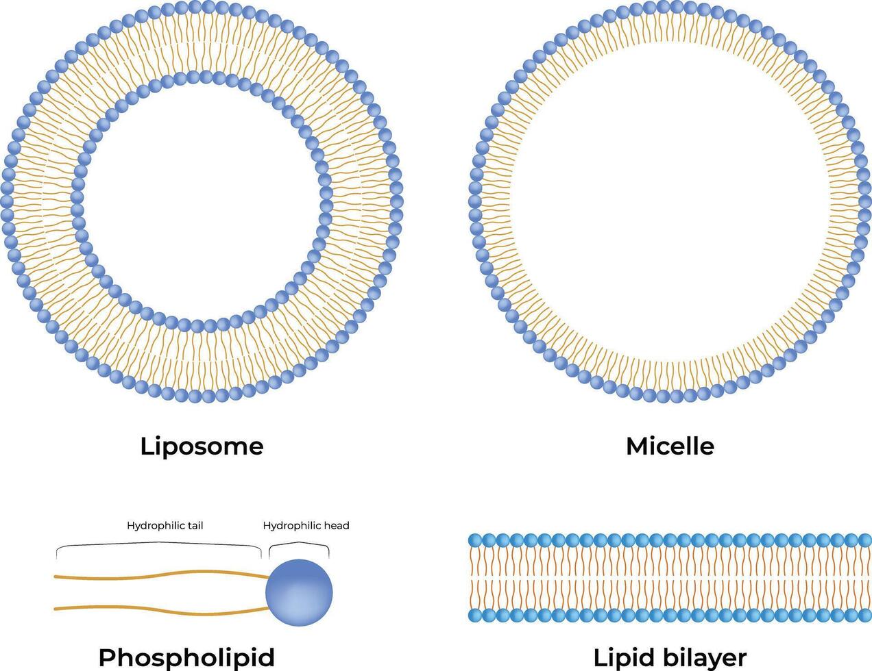 Liposomes and Micelles Colorful Design Illustration vector
