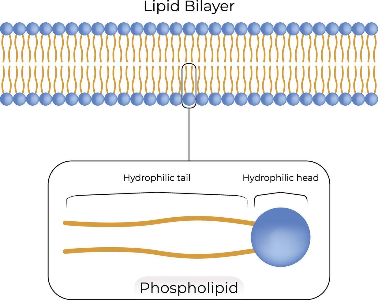 Lipid Bilayer Structure Design Illustration vector