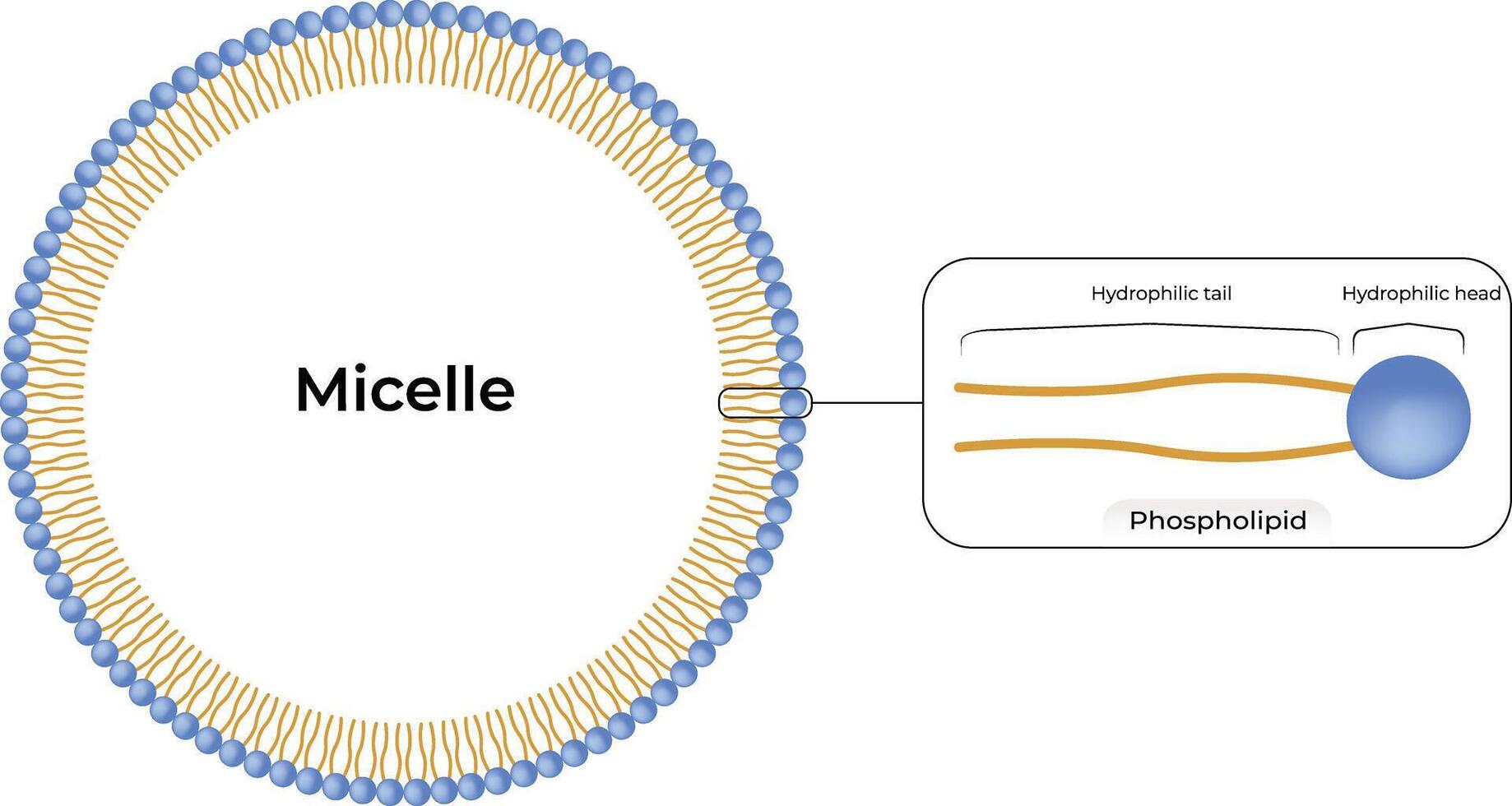 Micelle Structure Design Illustration vector