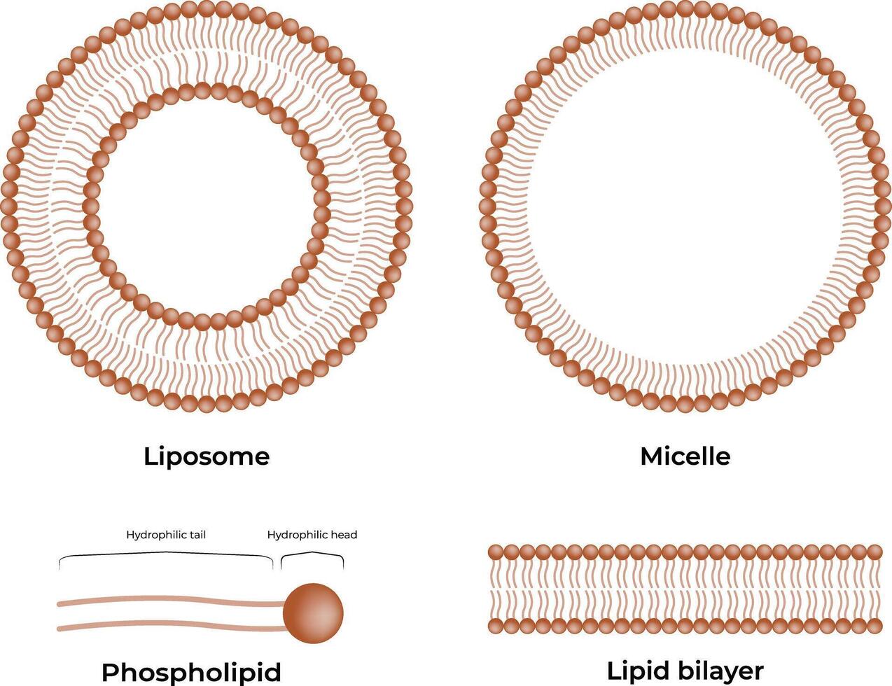 Liposomes and Micelles Design Illustration vector