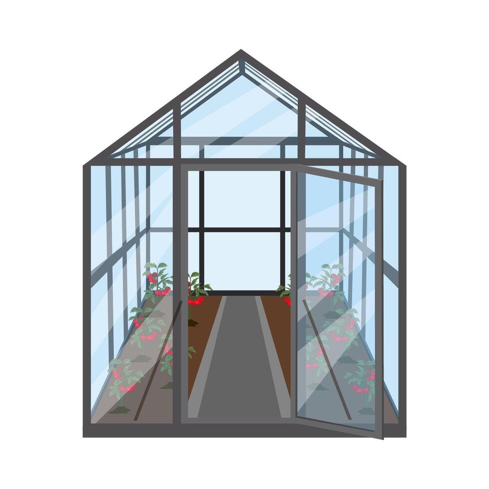 Garden greenhouse with bushes of ripe red tomatoes. Greenhouse frame made of glass. Isolated illustration on white background. vector