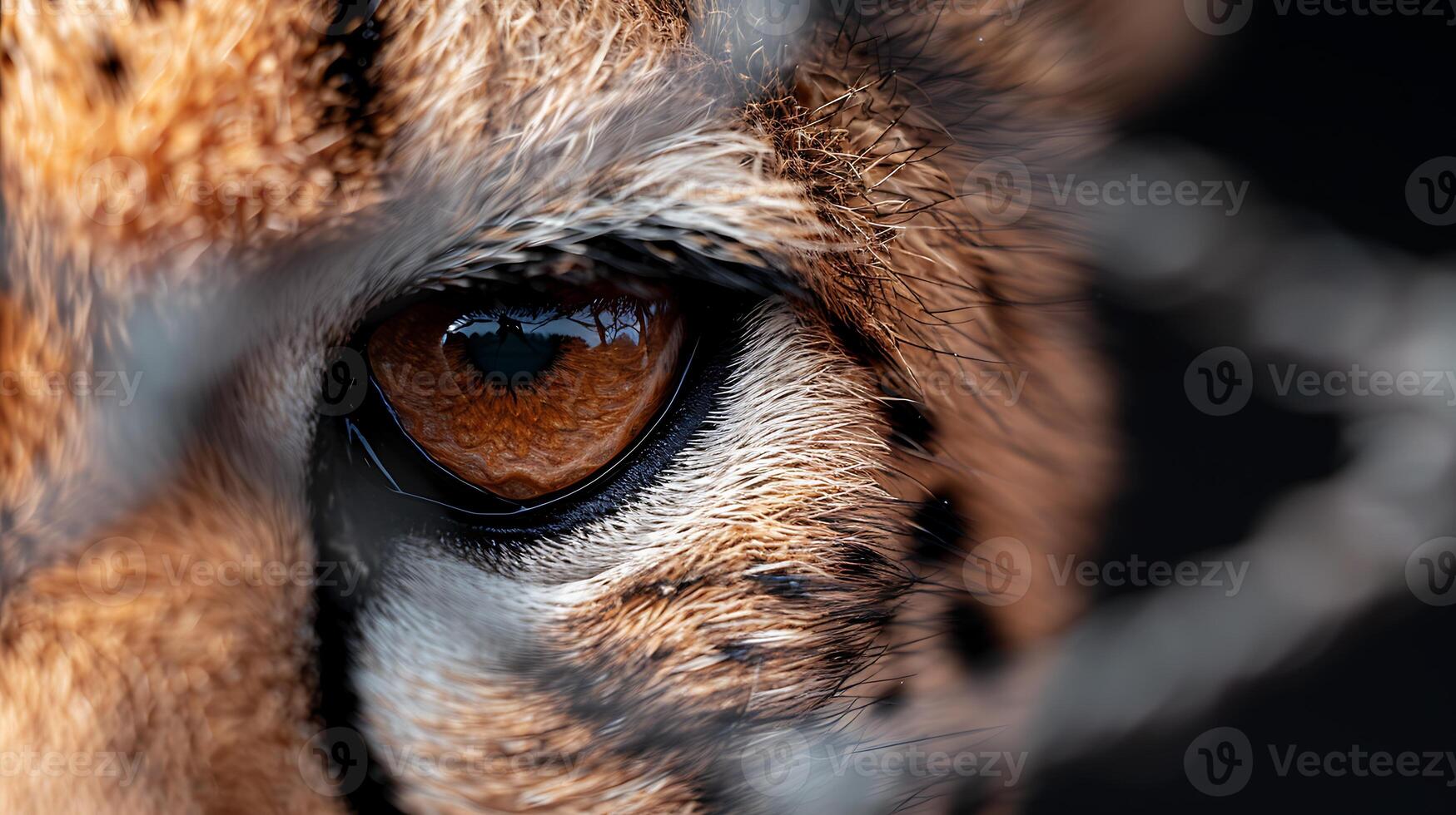 Cheetah eye close-up, captive, dark background, wildlife conservation photo