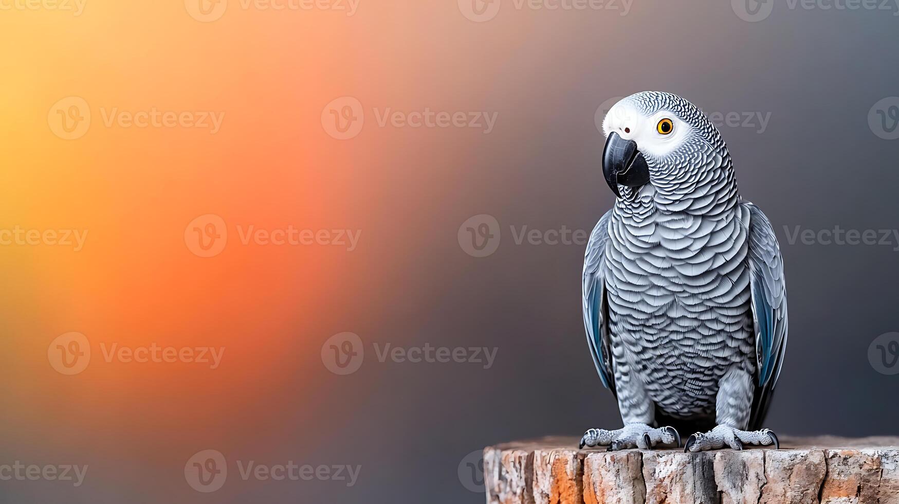 A striking gray parrot perched on a wooden stump against a blurred colorful background photo